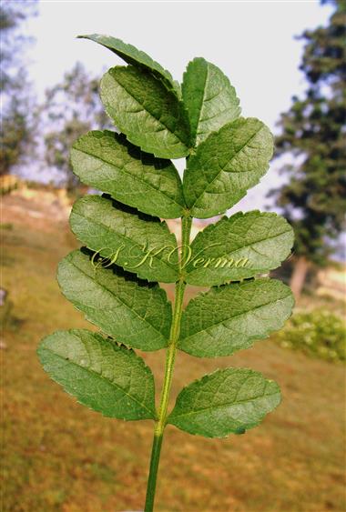  Leaf (Adaxial View)